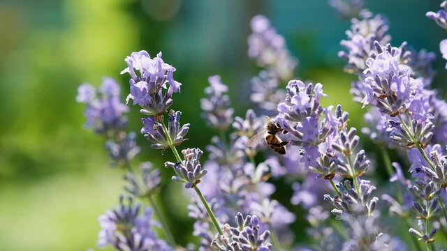 Honey bee on lavender flower. The bee collects fresh nectar from lavender flowers. Slow motion video. Pollination of plants by bees.