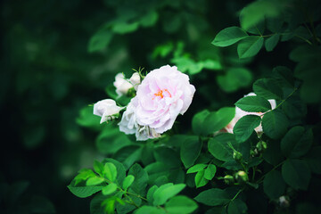 Pale elegant delicate garden rose blooms in dark thickets of leaves and buds in the summer.