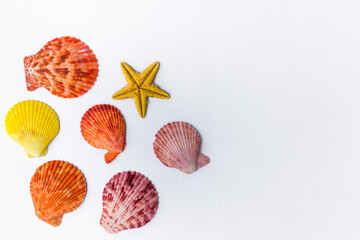 
Seven ocean shells of orange-red colors on a white background in the lower left corner of the horizontal frame.