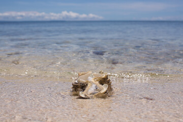 shell on a white sand beach Summer season sunny day
