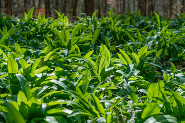 fresh spring vegetation