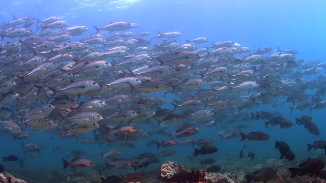 dive with school of jackfish 