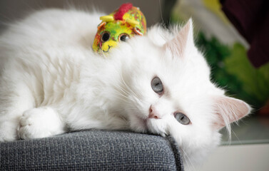 Gato blanco descansando