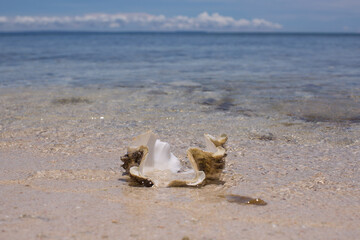 shell on a white sand beach Summer season sunny day