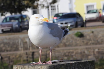Seagull sitting on wooden post with backdrop of cars