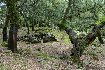 Bosque jurásico en el interior del parque natural de los alcornocales, Andalucía