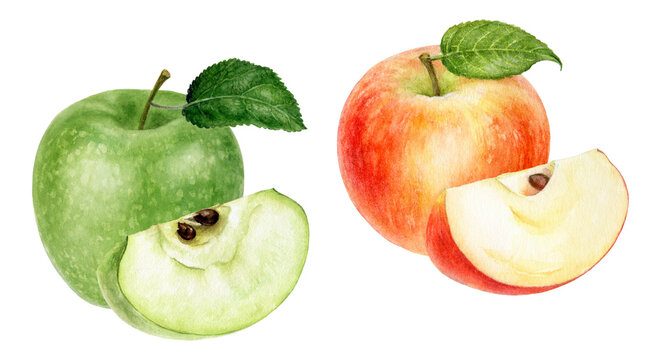 Set of yellow-red and green apples watercolor illustration isolated on white background