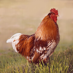 Red rooster against warm blurred background