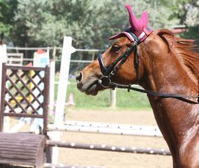 Head of a jumper horse against natural background of contest