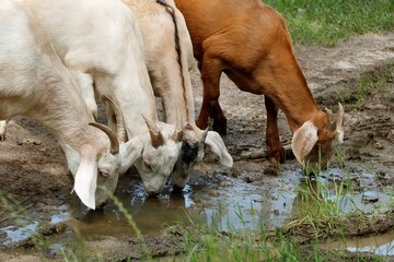 goats goats nature drink watering thirst water nature autumn summer