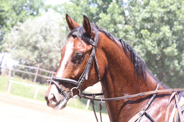 Obraz premium Głowa skoczka na naturalnym tle zawodów