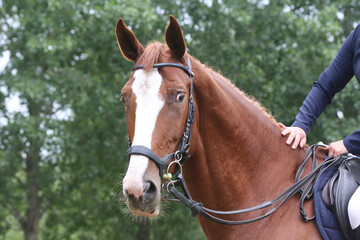 Head of a jumper horse against natural background of contest