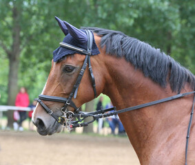 Head of a jumper horse against natural background of contest