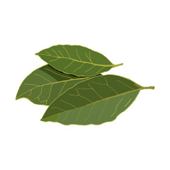 Obraz premium Isolated bay leaf. Vector illustration. Bayleaf. Eps 10.