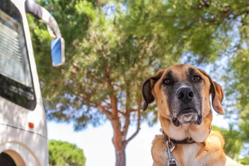 Foto auf Acrylglas Französische Bulldogge Hund vor dem Wohnmobil - Frankreich Campingurlaub