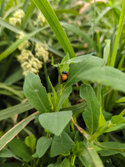 Bugs crouched in the shadow of a leaf