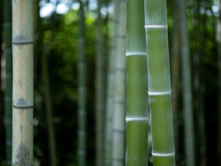 青々とした竹の幹と節　7月