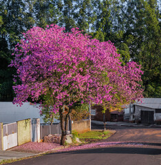 Pink trumpet tree in the urban landscape 