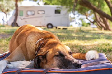 Hund vor dem Wohnmobil - Frankreich Campingurlaub
