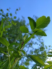 green leaves on blue sky background