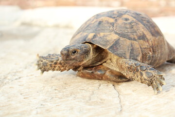 
beautiful turtle on the stone