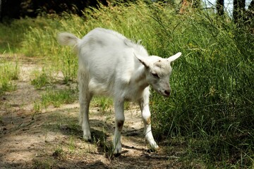 Obraz premium White goat grazes eats grass autumn summer forest hungry