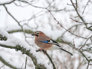 Eurasian Jay (Garrulus glandarius), in winter while it snows