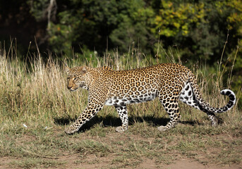 Leopard walking,  Masai Mara, Kenya