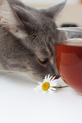 cat with a cup of tea