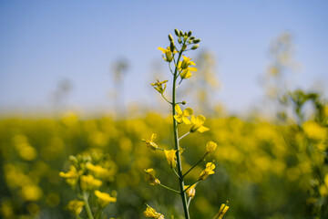 Obraz premium A single branch of blooming rapeseed, blooming canola, yellow flowers in spring