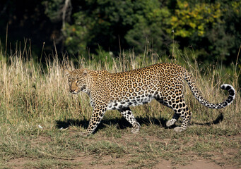 Fototapeta na wymiar Leopard Koboso on walk at Masai Mara, Kenya