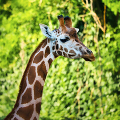 Giraffe portrait in the forest