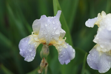 Obraz premium Bright lilac bearded retro iris flowers, covered with dew drops after rain in the summer. Grade Iris squalens.