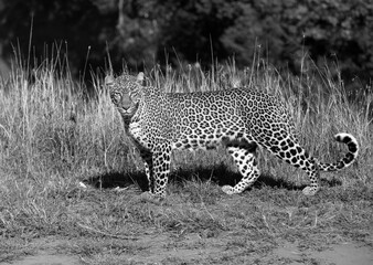Leopard at Masai Mara, Kenya