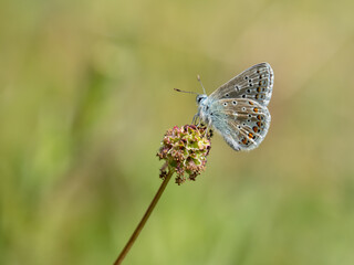 Common Blue Butterfly Resting Wings Closed