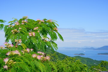 Fototapeta na wymiar ネムノキ　瀬戸内海の背景