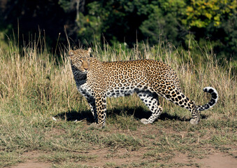Leopard Koboso in its habitat at Masai Mara, Kenya