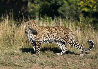 Leopard Koboso looking back at Masai Mara, Kenya