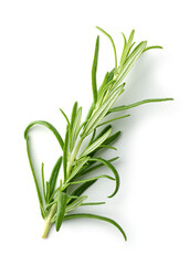 fresh green rosemary