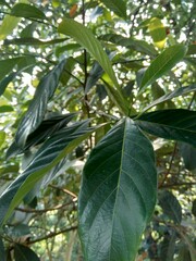 Green jack fruit leaves with natural background. The jack fruit (also known as jack tree, Artocarpus heterophyllus, nangka) is a species of tree in the fig, mulberry and breadfruit family (Moraceae).