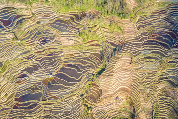 aerial view of beautiful lines of terraced fields