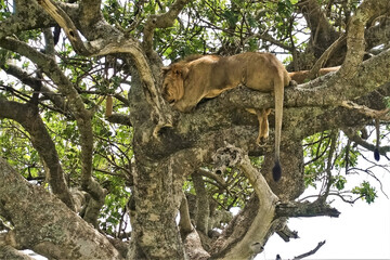 Siesta in the wild of Africa. Summer day in the savannah. On the thick branches of a tree, high above the ground, an adult lion sleeps serenely. Eyes closed, paws and tail drooping freely. Kenya. Masa