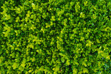 Texture, background of a green, flowering boxwood bush with round leaves close-up. Garden plant, shrub.