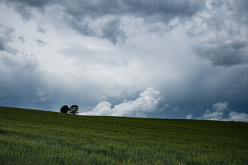 Obraz premium 雨雲と美瑛親子の木の麦畑