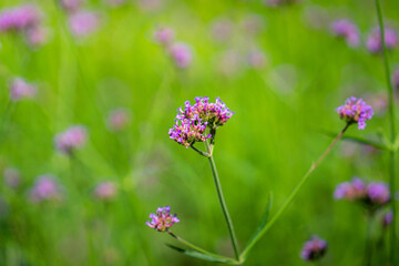Beautiful purple verbena flower with greenery background in morning sunlight environment. Selected focus on a part of flower's pollen.