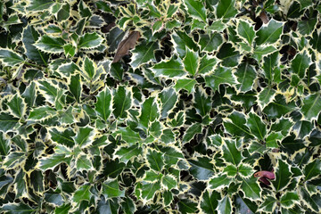 Holly plant. Green and white leaves of hedgehog holly evergreen bush. Traditional Christmas...