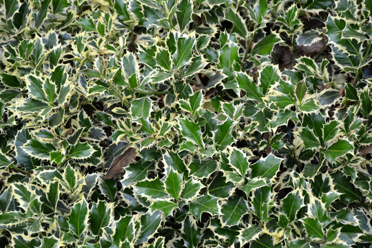 Holly plant. Green and white leaves of hedgehog holly evergreen bush. Traditional Christmas decoration. Fresh foliage. Park or forest nature.