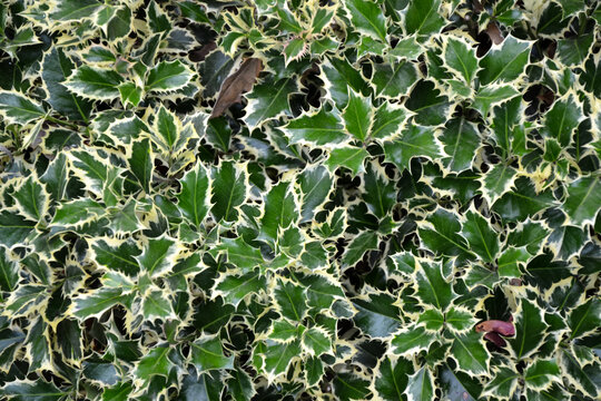 Holly plant. Green and white leaves of hedgehog holly evergreen bush. Traditional Christmas decoration. Fresh foliage. Park or forest nature.