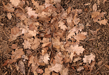 Dry autumn foliage as background