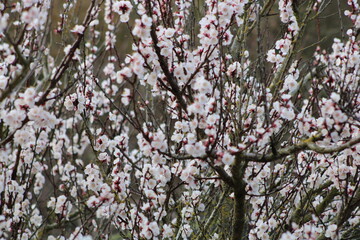 Photographie de fleurs éclos